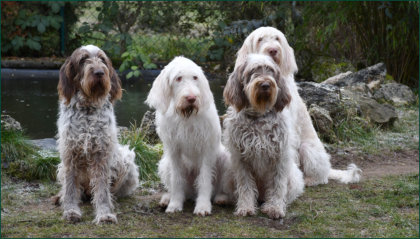 Vio, Chiara, Choco und Dunya