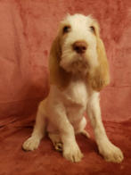 Daino del Pino Silvestre