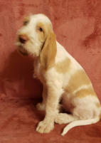 Dardo del Pino Silvestre