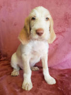 Dianara del Pino Silvestre