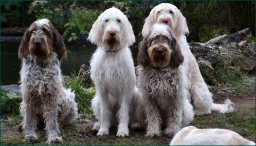 Vio, Chiara, Choco und Dunya