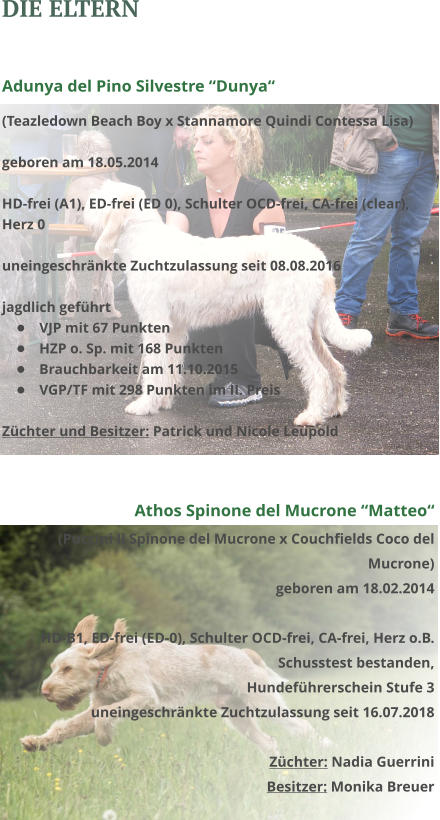 Die Eltern  Adunya del Pino Silvestre “Dunya“ (Teazledown Beach Boy x Stannamore Quindi Contessa Lisa)   geboren am 18.05.2014  HD-frei (A1), ED-frei (ED 0), Schulter OCD-frei, CA-frei (clear), Herz 0  uneingeschränkte Zuchtzulassung seit 08.08.2016  jagdlich geführt •	VJP mit 67 Punkten •	HZP o. Sp. mit 168 Punkten •	Brauchbarkeit am 11.10.2015 •	VGP/TF mit 298 Punkten im II. Preis Züchter und Besitzer: Patrick und Nicole Leupold   Athos Spinone del Mucrone “Matteo“ (Puccini Il Spinone del Mucrone x Couchfields Coco del Mucrone) geboren am 18.02.2014  HD-B1, ED-frei (ED-0), Schulter OCD-frei, CA-frei, Herz o.B. Schusstest bestanden,  Hundeführerschein Stufe 3 uneingeschränkte Zuchtzulassung seit 16.07.2018  Züchter: Nadia Guerrini Besitzer: Monika Breuer